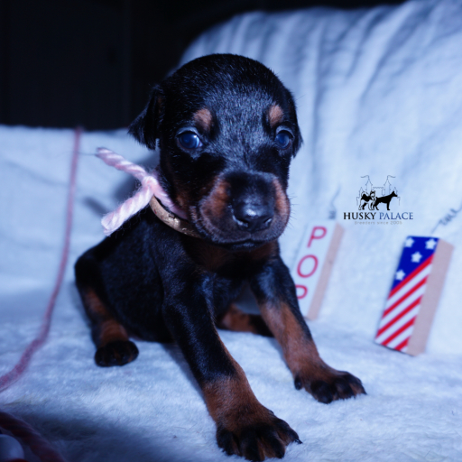 Champion Bloodlines - Euro Ty Lee 10